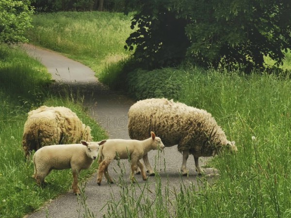 Sheep (ovis) and lambs on a path surrounded by lush green nature, Czech Republic