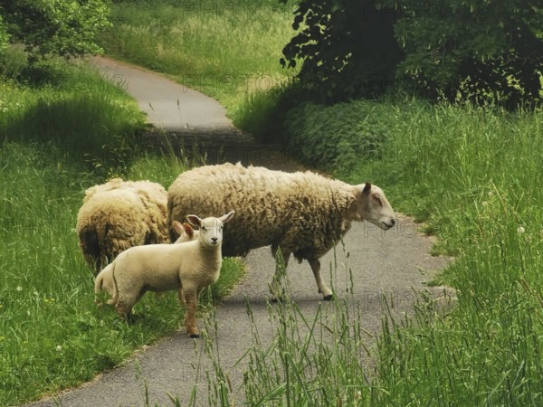 Sheep (ovis) and lambs on a path in a green, peaceful meadow landscape, lamb looks curiously into the camera, Czech Republic