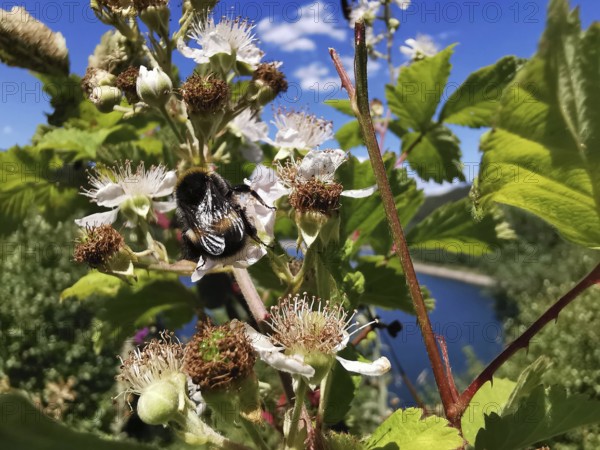 A bumblebee (Bombus) on flowers of a Common medlar (mespilus germanica) under a clear, sunny sky with a blue background, Thuringian Forest nature park Park