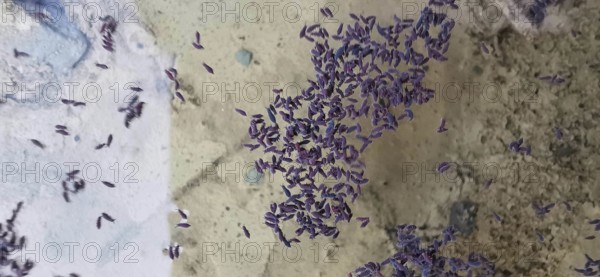 Springtails (Collembola) in a large group in a puddle in the forest, Franconian Forest nature park Park