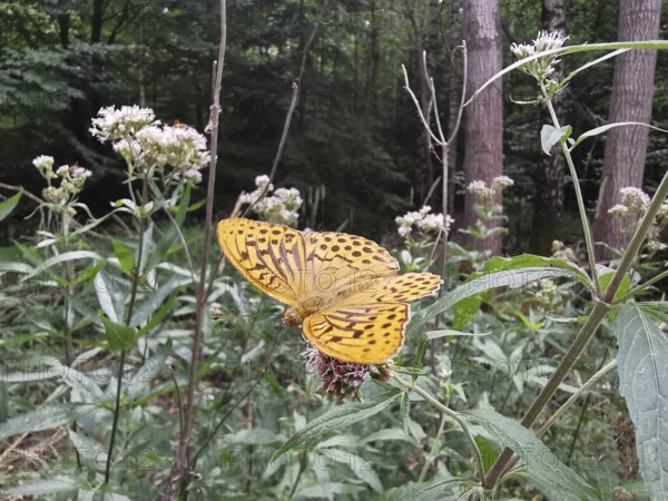 An Emperor Cloak (Argynnis paphia) resting on a wildflower in the forest, Franconian Forest nature park Park