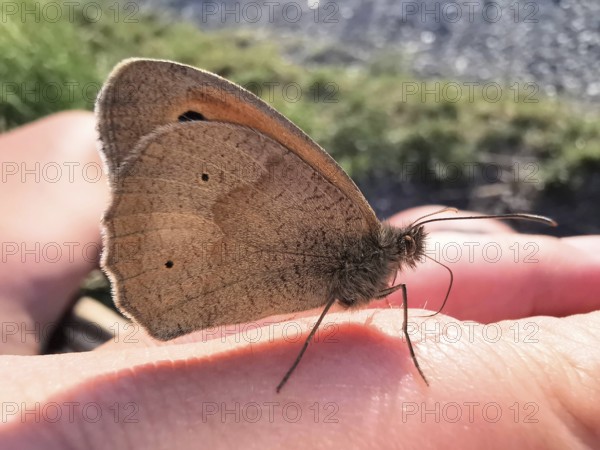 A Meadow Brown (maniola jurtina) sitting on a hand, close-up of the wing structure, Franconian Forest nature park Park