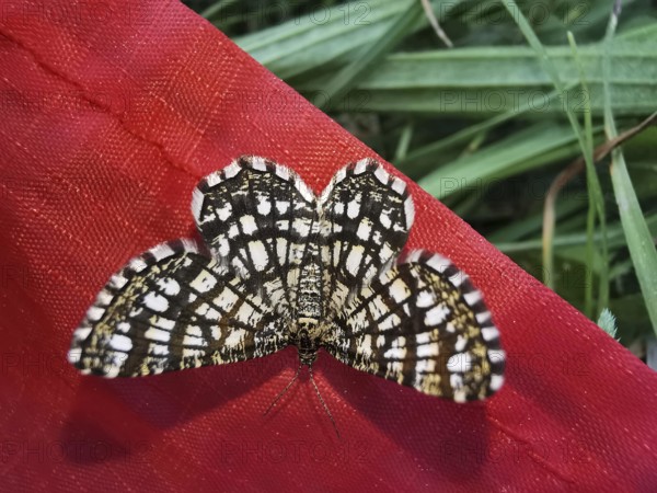 Close-up of lattice moth (Chiasmia clathrata) spreading its wings on a red background, Franconian Forest nature park Park