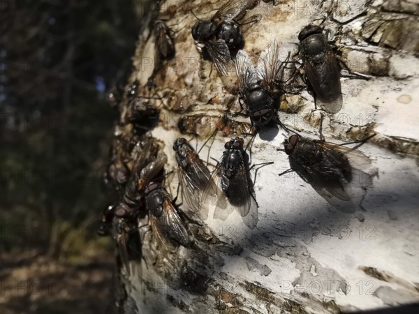 Large flesh flies (sarcophagidae) sitting on the bark of a birch tree (Betula) in close-up, Franconian Forest nature park Park, Rennsteig