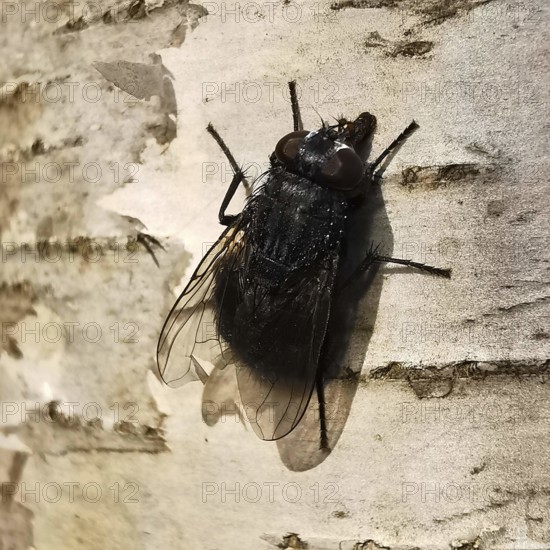 Large flesh fly (sarcophagidae) sitting on the bark of a birch tree (Betula) in close-up, Franconian Forest nature park Park, Rennsteig