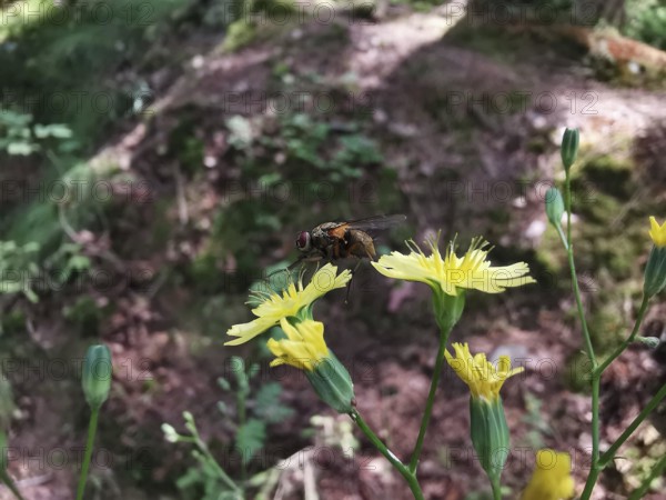 A caterpillar fly (Tachinidae) sitting on a yellow menzelia (mentzelia laevicaulis) in a wooded area, Fichtelgebirge nature park Park