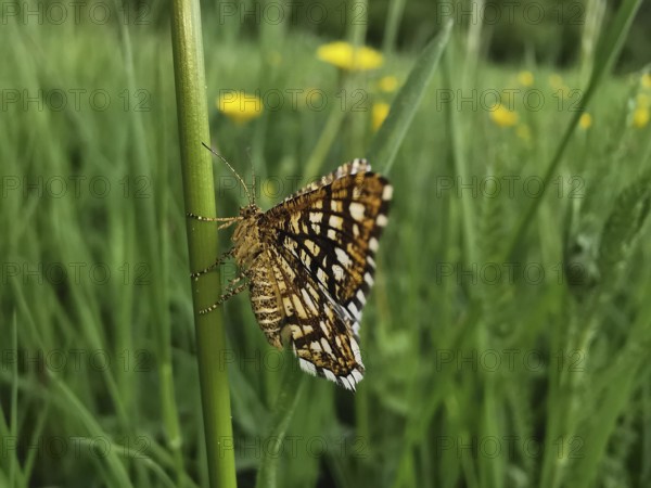 Close-up of lattice moth (Chiasmia clathrata) sitting on a blade of grass in front of a flowering meadow, Franconian Forest nature park Park