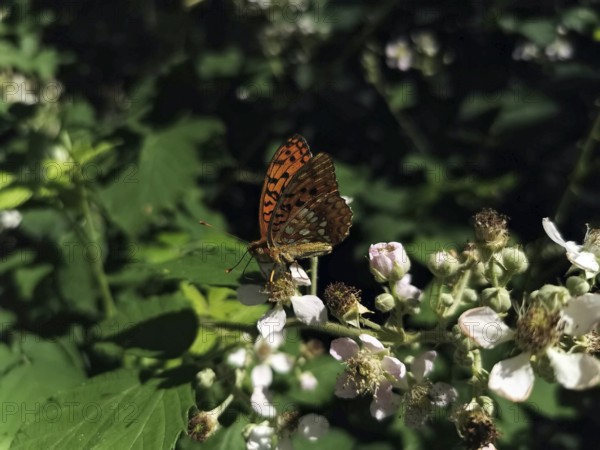 A large mother-of-pearl butterfly (argynnis aglaja) with orange-coloured wings sits on white flowers in the greenery, Thuringian Forest nature park Park