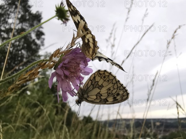 Two checkerspot butterflies (melanargia galathea) on a purple clover (trifolium) flower, surrounded by meadows in the sunlight, Franconian Forest nature park Park