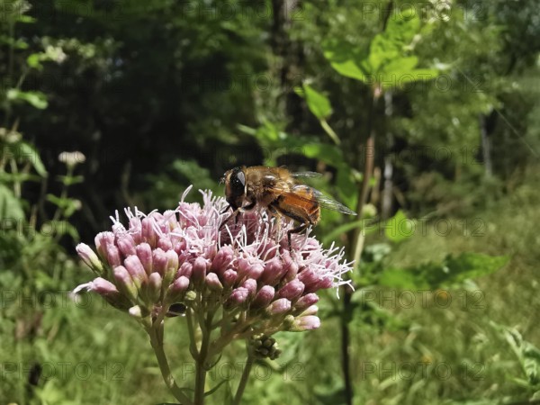 Caterpillar fly (tachinidae) on a pink water azalea plant (Eupatorium cannabinum) in a green natural area, macro photograph with a view of details, Franconian Forest nature park Park