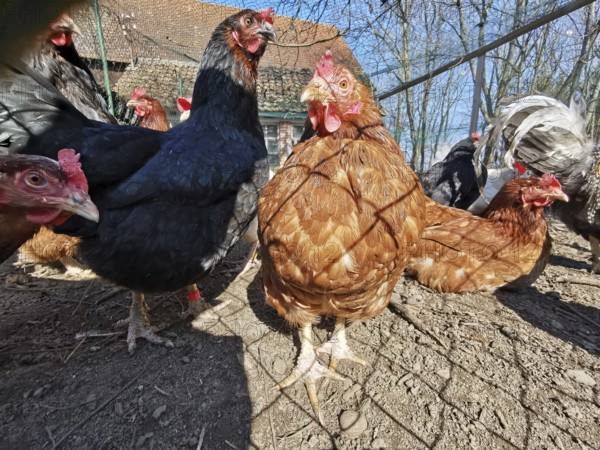 Close-up of curious chickens (gallus gallus domesticus) outdoors on a farm, sun shining, Franconian Forest nature park Park