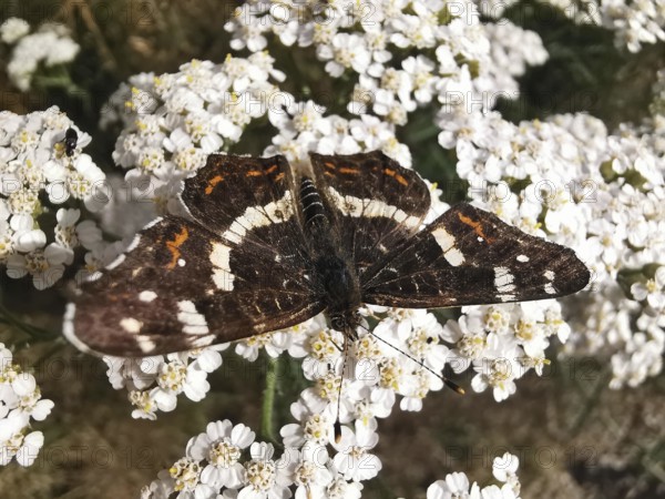 Close-up, A land carder (araschnia levana) sits on white flowers and shows its wings, Franconian Forest nature park Park