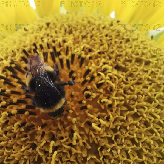 Close-up, A bumblebee (bombus) resting on a yellow sunflower blossom (Helianthus annuus), Franconian Forest nature park Park