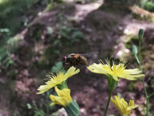 Close-up of a caterpillar fly (Tachinidae) sitting on a yellow menzelia (mentzelia laevicaulis) in a wooded area, Fichtelgebirge nature park Park