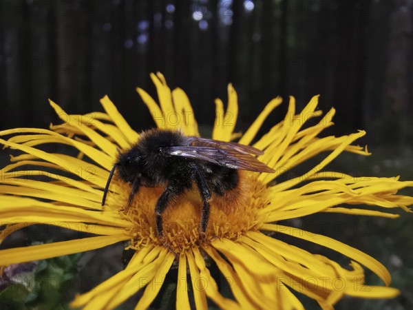 Violet carpenter bee (Xylocopa violacea) sitting on a yellow flower in the forest, macro photograph with visible details and wings, Franconian Forest nature park Park