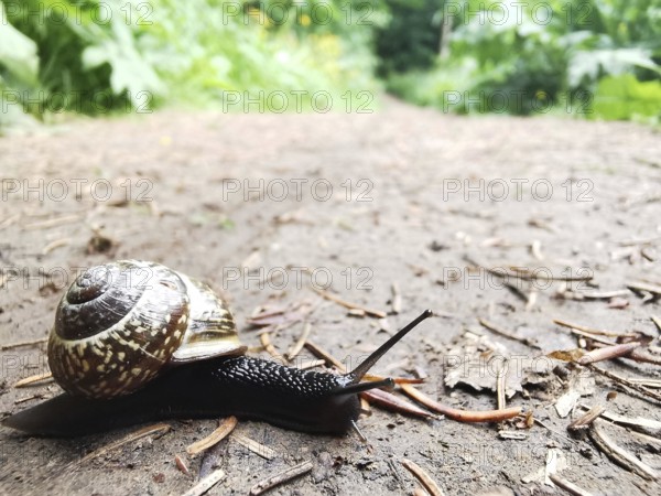 Close-up of a Cornu aspersum (cornu aspersum) on an earthy forest path in damp weather in a natural environment, Frankenwadl nature park Park