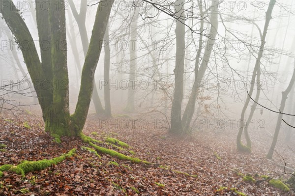 Moss-covered deadwood in foggy forest, Lägerngrat, Baden, Canton of Aargau, Switzerland