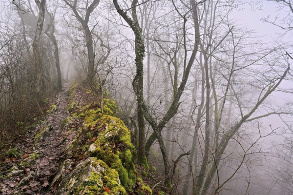 Trees surrounded by moss-covered, distinctive limestone formation, Lägerngrat, Baden, Canton Aargau, Switzerland