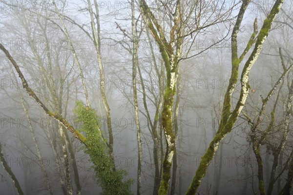Moss-covered trees in foggy forest, Lägerngrat, Baden, Aargau Canton, Switzerland