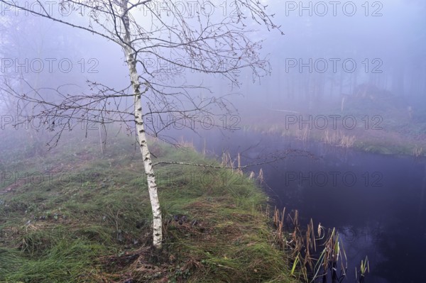 Bog birch (Betula pubescens), in the Ballmoos forest reserve, raised bog in the fog, Lieliwald, Lindenberg, Horben, Canton Lucerne, Switzerland