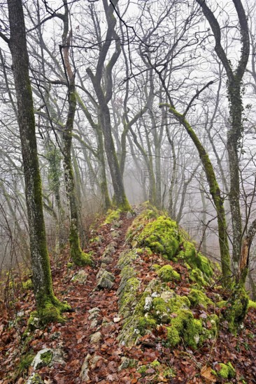 Trees surrounded by moss-covered, distinctive limestone formation, Lägerngrat, Baden, Canton Aargau, Switzerland
