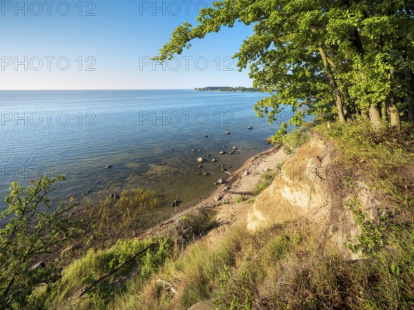 Cliff coast with oak forest near Putbus, view of the Baltic Sea, Rügen island, Mecklenburg-Western Pomerania, Germany