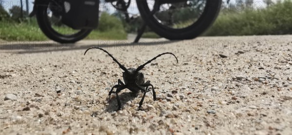 Close-up of a longhorn beetle (Cerambycidae) on a gravelled path with a bicycle in the background, bicycle tour Masuria, Poland