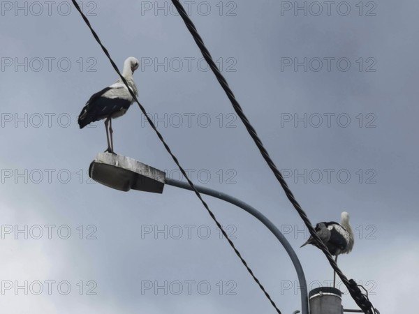 Two storks (ciconia) sitting on a street lamp in front of a slightly cloudy blue sky, Masuria, Poland