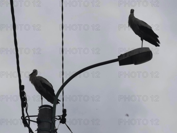 Two storks (ciconia) standing on a power pole on a cloudy day, Masuria, Poland