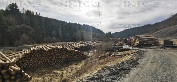 Tree trunks of spruce (picea) destroyed by the bark beetle (scolytinae) stacked for transport along a path in a climate change caused natural disaster by drought in the Franconian Forest nature park Park near Steinbach am Wald, Rennsteig, Germany