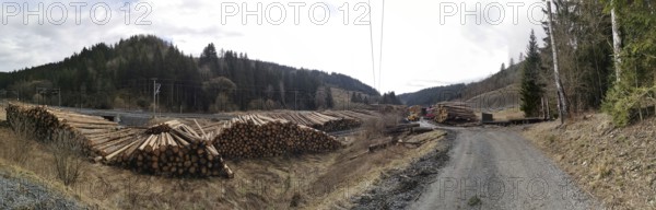Tree trunks of spruce (picea) destroyed by the bark beetle (scolytinae) stacked for transport along a path in a climate change caused natural disaster by drought in the Franconian Forest nature park Park