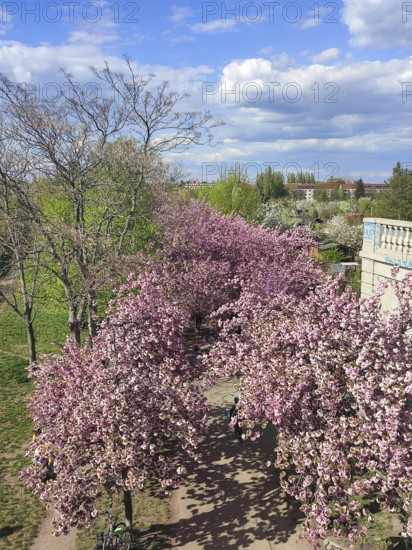 Cherry trees (cerasus) in full bloom line a picturesque park path, spring in Berlin