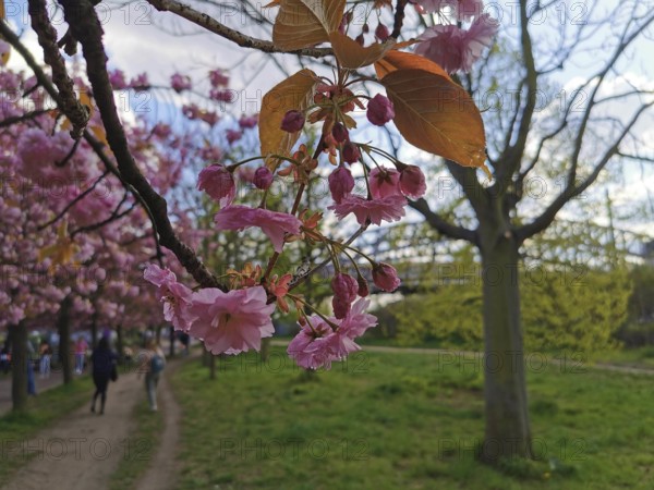 Close-up of cherry blossoms (cerasus) in full bloom in a park, spring in Berlin