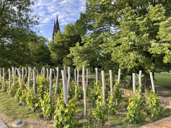 A small vineyard with a view of a church tower under a sunny sky, Prague, Czech Republic