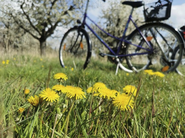 Close-up of dandelion (taraxacum) in a meadow with an old bicycle in the background, cycling, Werder, Havelland, Germany