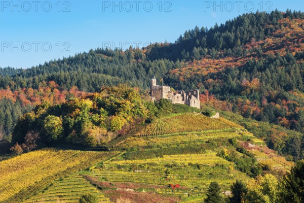The ruins of Staufen Castle on a hill with vineyards in autumn, behind the mountains of the Black Forest, Staufen im Breisgau, Baden-Württemberg, Germany