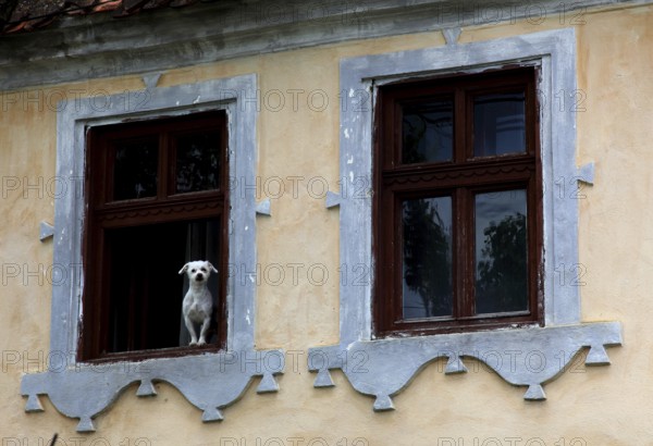 Little white dog sitting in a window, Transylvania, Romania