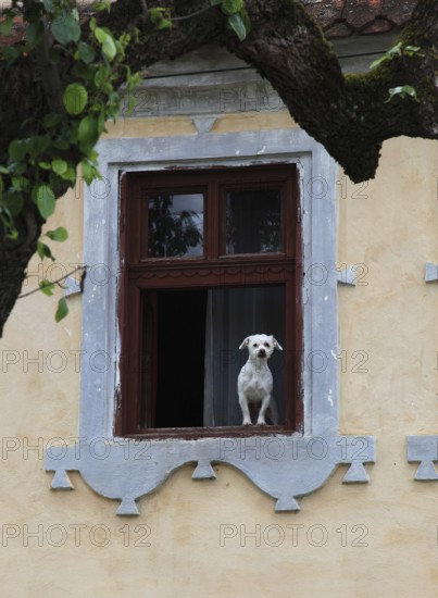 Little white dog sitting in a window, Transylvania, Romania