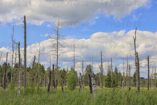 Marsh landscape with dead trees and grassy areas under cloudy sky, Wurzacher Ried Nature Reserve, Bad Wurzach, Ravensburg district, Baden-Württemberg, Germany