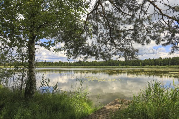 Large Riedsee with trees and clouds that are reflected in the water. Green surroundings and peaceful atmosphere, Wurzacher Ried Nature Reserve, Großer Riedsee, Bad Wurzach, Ravensburg district, Baden-Württemberg, Germany