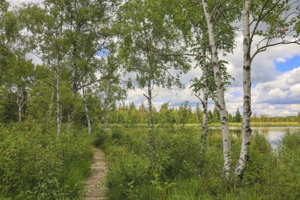 An idyllic trail leads through a birch forest to a quiet lake under a cloudy sky, Wurzacher Ried Nature Reserve, Großer Riedsee, Bad Wurzach, Ravensburg District, Baden-Württemberg, Germany