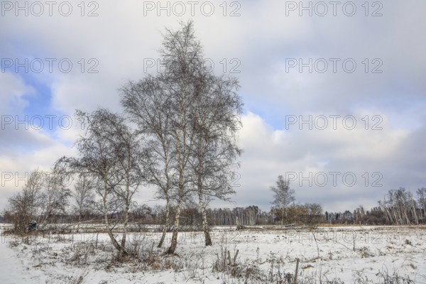 Snowy landscape with birch trees (Betula) under a cloudy sky, peaceful atmosphere, Pfrunger-Burgweiler Ried, Wilhelmsdorf, Ravensburg district, Baden-Württemberg, Germany