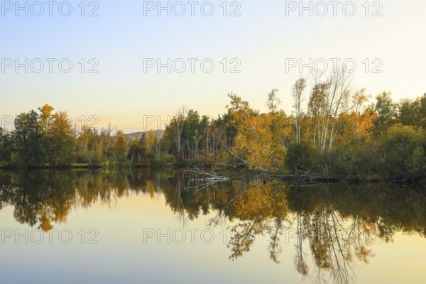Calm lake with autumn trees and reflections in golden light, Pfrunger-Burgweiler Ried, Nillsee, Wilhelmsdorf, Ravensburg district, Baden-Württemberg, Germany