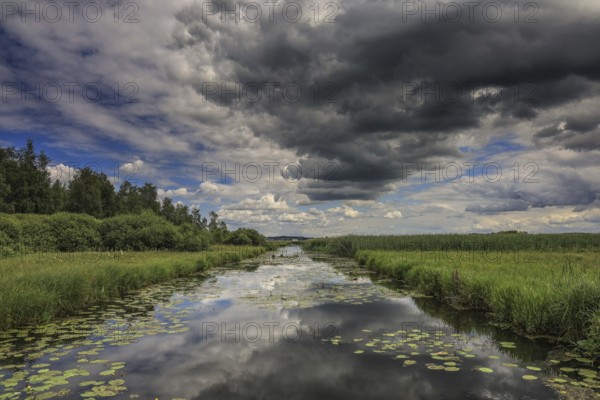 A river with water lilies and grasses, above a dramatic sky with dark clouds, Federsee lake Canal, Federseeried Nature Reserve, Bad Buchau, Biberach District, Baden-Württemberg, Germany