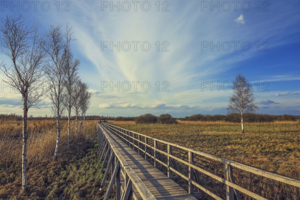 Wooden footbridge leads through wide meadows with birch trees (Betula), bright sky and clouds, quiet and open landscape, Federseeried nature reserve, Bad Buchau, Biberach district, Baden-Württemberg, Germany