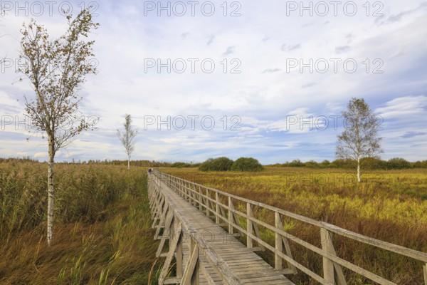 A wooden footbridge leads through a wide moor landscape with birch trees (Betula) and a cloudy sky in autumnal colours, Federseeried nature reserve, Bad Buchau, Biberach district, Baden-Württemberg, Germany