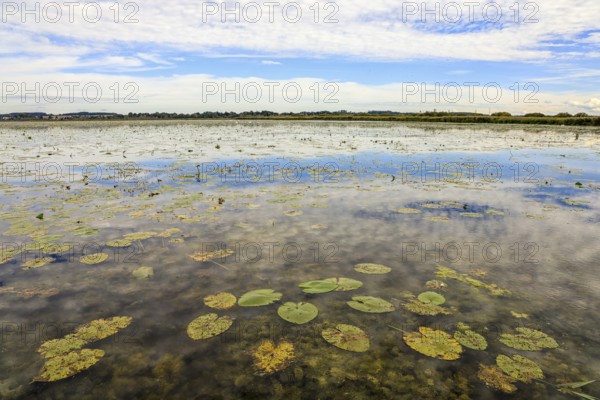 A calm lake with water lilies and cloudy sky, reflected on the water surface, Federsee lake, Federseeried Nature Reserve, Bad Buchau, Biberach district, Baden-Württemberg, Germany
