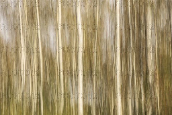 Blurred vertical lines are reminiscent of birch trees (Betula) in an autumnal forest, Pfrunger-Burgweiler Ried, Wilhelmsdorf, Ravensburg district, Baden-Württemberg, Germany