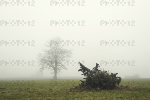 A single tree and a juniper bush (Juniperus communis) stand in a misty meadow and convey a lonely, gloomy atmosphere, Upper Danube nature park Park, Irndorfer Hardt nature reserve, Irndorf, Tuttlingen district, Baden-Württemberg, Germany