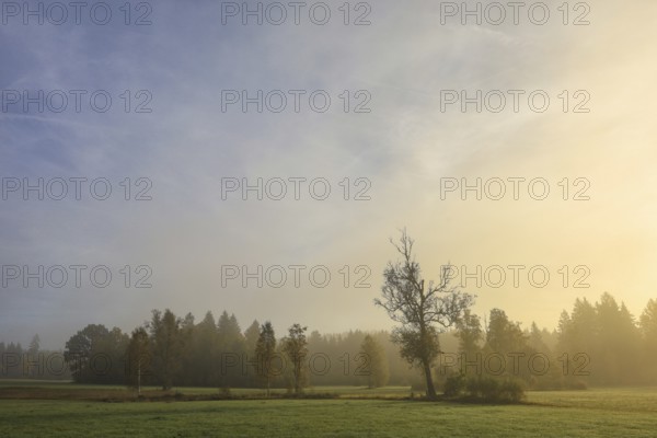 Foggy landscape in the morning with trees and meadows under soft light, Upper Danube nature park Park, Irndorfer Hardt Nature Reserve, Irndorf, Tuttlingen District, Baden-Württemberg, Germany
